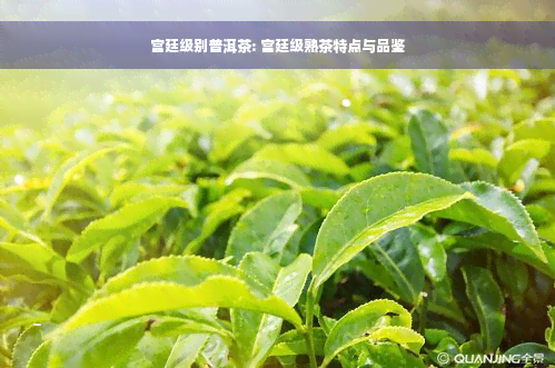 宫廷级别普洱茶: 宫廷级熟茶特点与品鉴