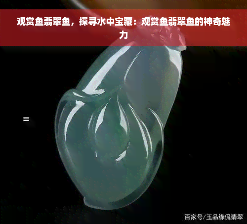 观赏鱼翡翠鱼，探寻水中宝藏：观赏鱼翡翠鱼的神奇魅力