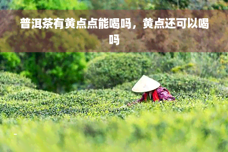 普洱茶有黄点点能喝吗，黄点还可以喝吗