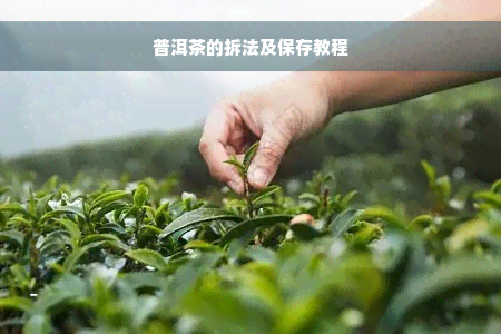 普洱茶的拆法及保存教程