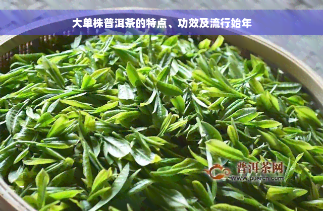 大单株普洱茶的特点、功效及流行始年