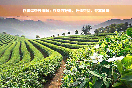 存普洱茶升值吗：存茶的好处、升值空间、存放价值