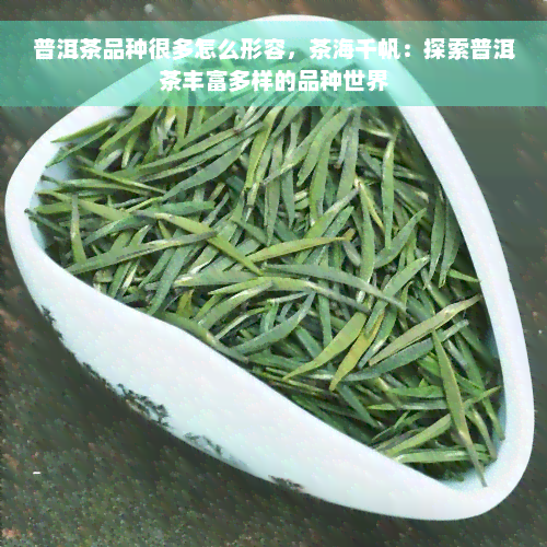 普洱茶品种很多怎么形容，茶海千帆：探索普洱茶丰富多样的品种世界