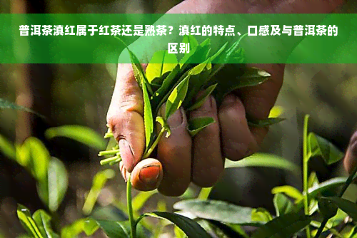 普洱茶滇红属于红茶还是熟茶？滇红的特点、口感及与普洱茶的区别