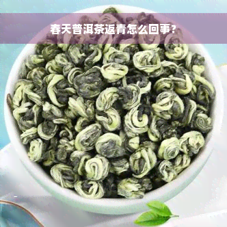 春天普洱茶返青怎么回事？