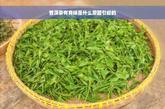 普洱茶有青味是什么原因引起的