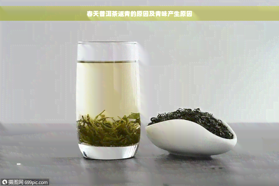 春天普洱茶返青的原因及青味产生原因