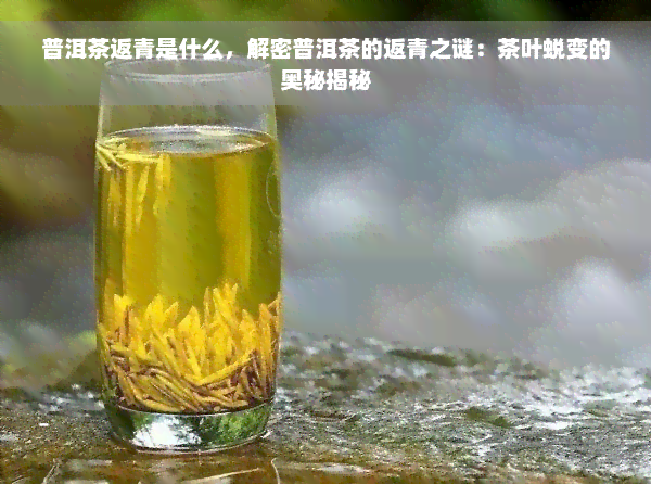 普洱茶返青是什么，解密普洱茶的返青之谜：茶叶蜕变的奥秘揭秘