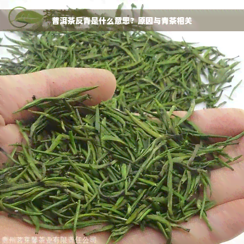 普洱茶反青是什么意思？原因与青茶相关