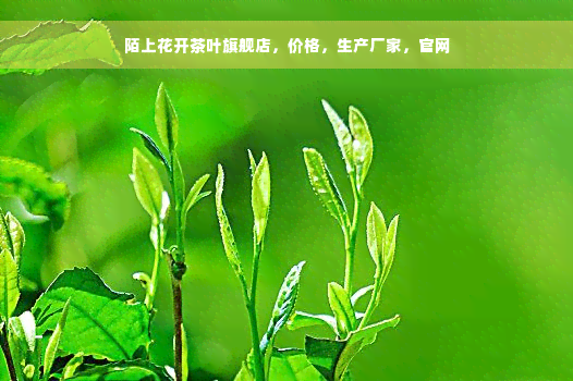 陌上花开茶叶旗舰店，价格，生产厂家，官网