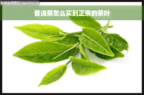 普洱茶怎么买到正宗的茶叶