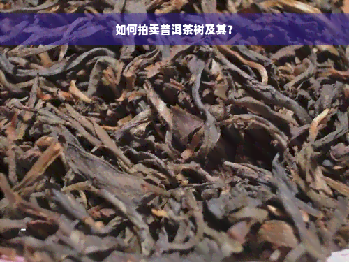 如何拍卖普洱茶树及其？