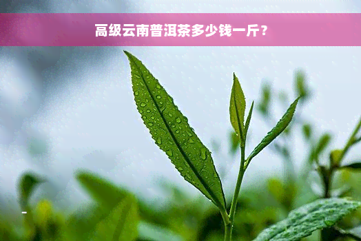 高级云南普洱茶多少钱一斤？