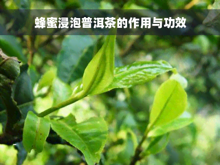 蜂蜜浸泡普洱茶的作用与功效