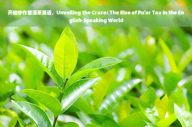 开始炒作普洱茶英语，Unveiling the Craze: The Rise of Pu'er Tea in the English-Speaking World