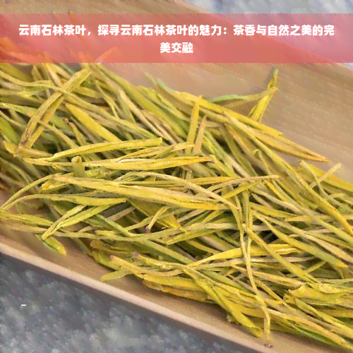 云南石林茶叶，探寻云南石林茶叶的魅力：茶香与自然之美的完美交融