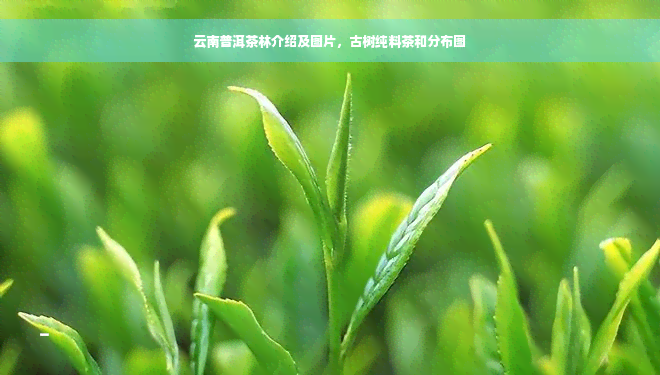 云南普洱茶林介绍及图片，古树纯料茶和分布图