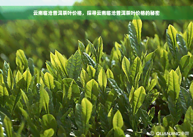 云南临沧普洱茶叶价格，探寻云南临沧普洱茶叶价格的秘密