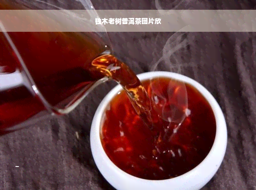 独木老树普洱茶图片欣