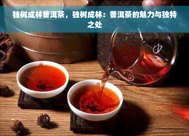 独树成林普洱茶，独树成林：普洱茶的魅力与独特之处