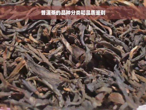 普洱茶的品种分类和品质鉴别