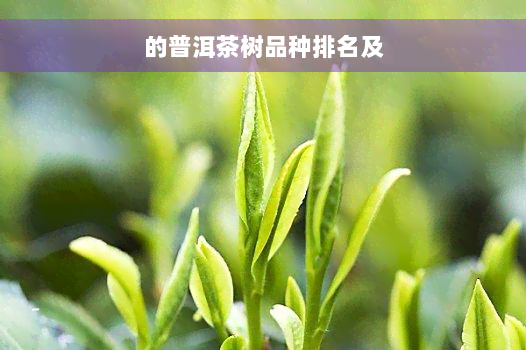 的普洱茶树品种排名及