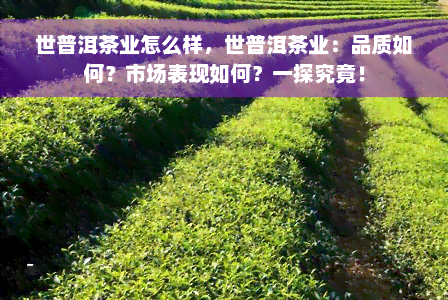 世普洱茶业怎么样，世普洱茶业：品质如何？市场表现如何？一探究竟！