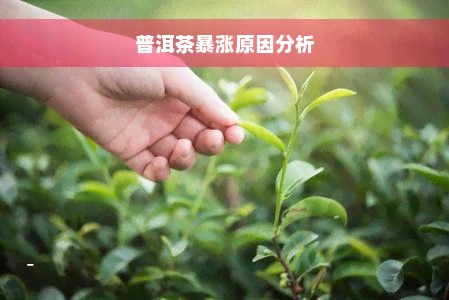 普洱茶暴涨原因分析