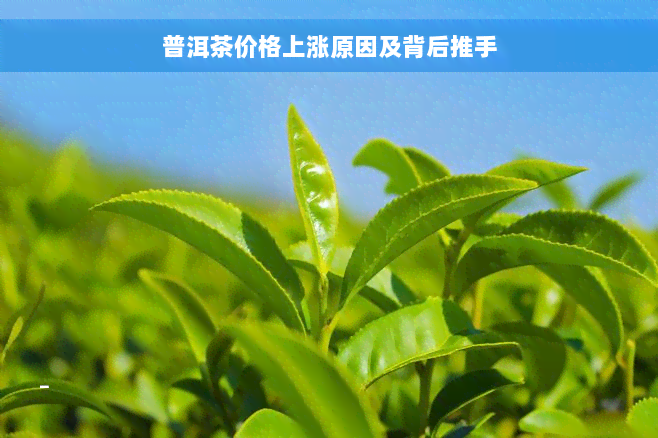 普洱茶价格上涨原因及背后推手