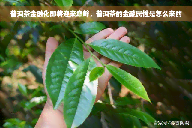 普洱茶金融化即将迎来巅峰，普洱茶的金融属性是怎么来的