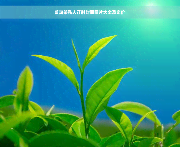 普洱茶私人订制封面图片大全及定价