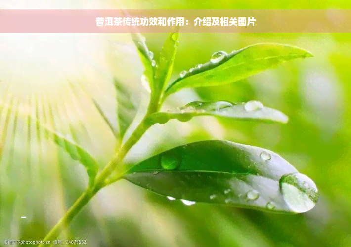 普洱茶传统功效和作用：介绍及相关图片