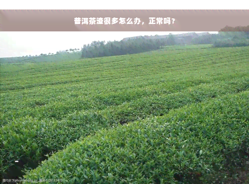 普洱茶渣很多怎么办，正常吗？