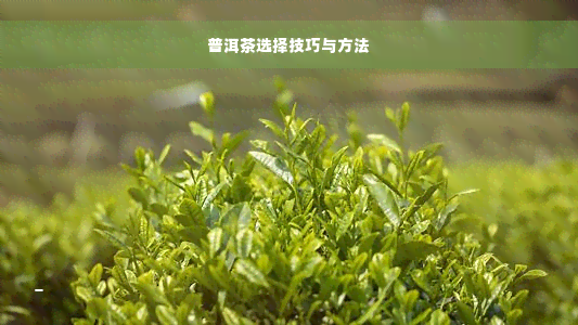 普洱茶选择技巧与方法