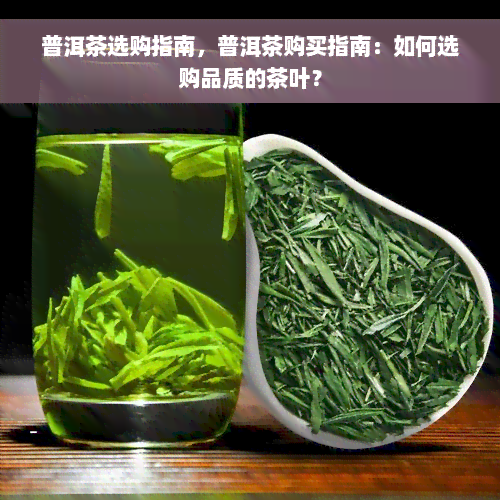 普洱茶选购指南，普洱茶购买指南：如何选购品质的茶叶？