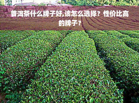 普洱茶什么牌子好,该怎么选择？性价比高的牌子？