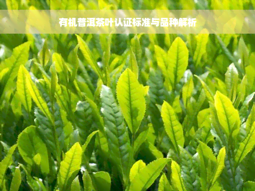 有机普洱茶叶认证标准与品种解析