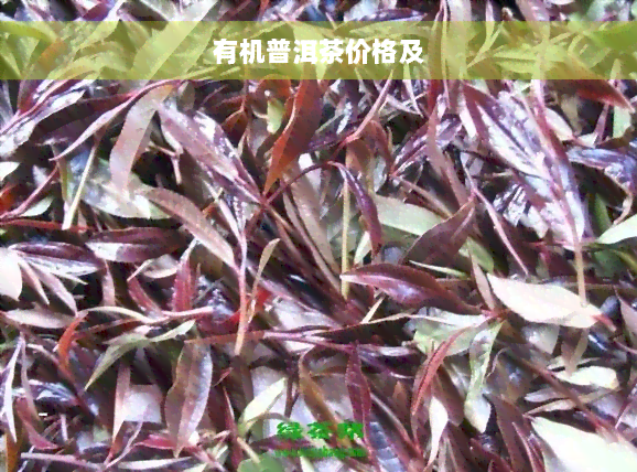 有机普洱茶价格及