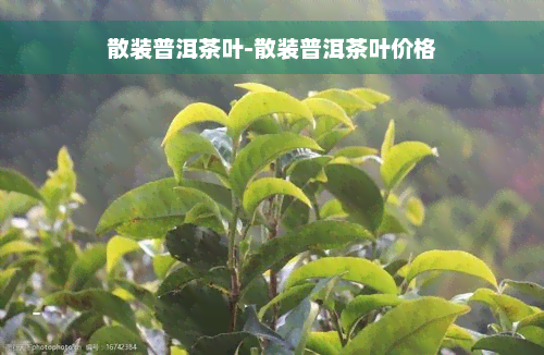 散装普洱茶叶-散装普洱茶叶价格