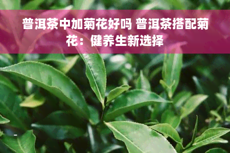 普洱茶中加菊花好吗 普洱茶搭配菊花：健养生新选择