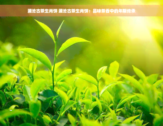 澜沧古茶生肖饼 澜沧古茶生肖饼：品味茶香中的年限传承