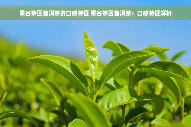 景谷茶区普洱茶的口感特征 景谷茶区普洱茶：口感特征解析