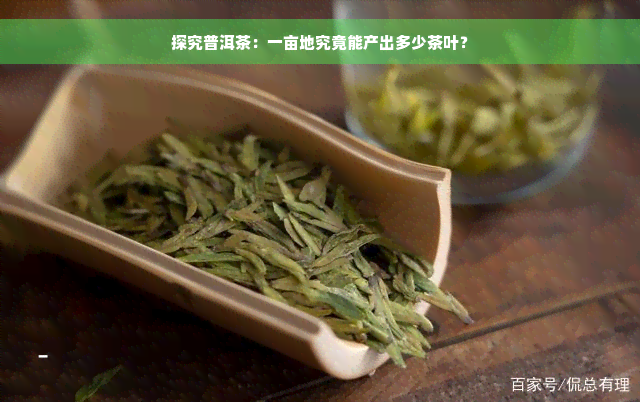 探究普洱茶：一亩地究竟能产出多少茶叶？