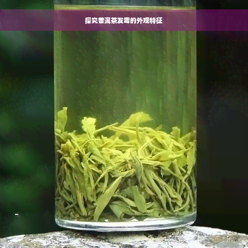 探究普洱茶发霉的外观特征