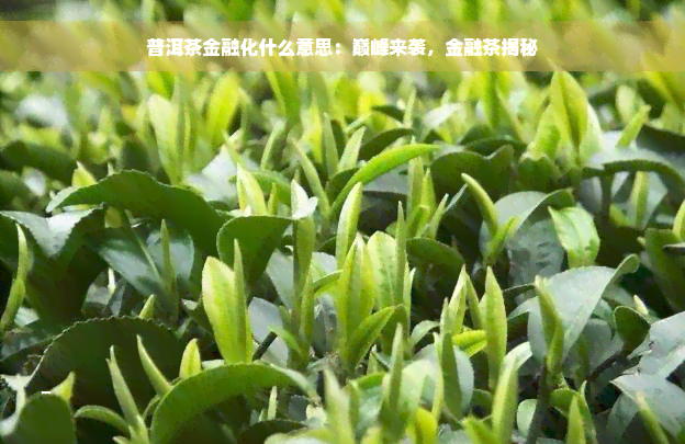 普洱茶金融化什么意思：巅峰来袭，金融茶揭秘