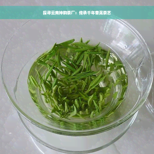 探寻云南神韵茶厂：传承千年普洱茶艺