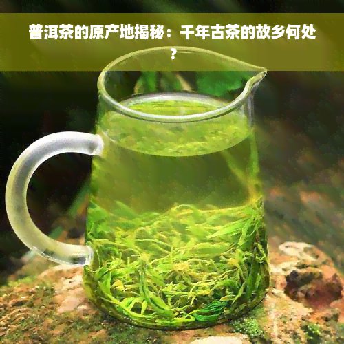 普洱茶的原产地揭秘：千年古茶的故乡何处？