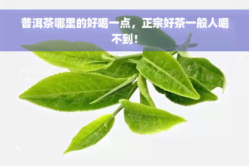 普洱茶哪里的好喝一点，正宗好茶一般人喝不到！