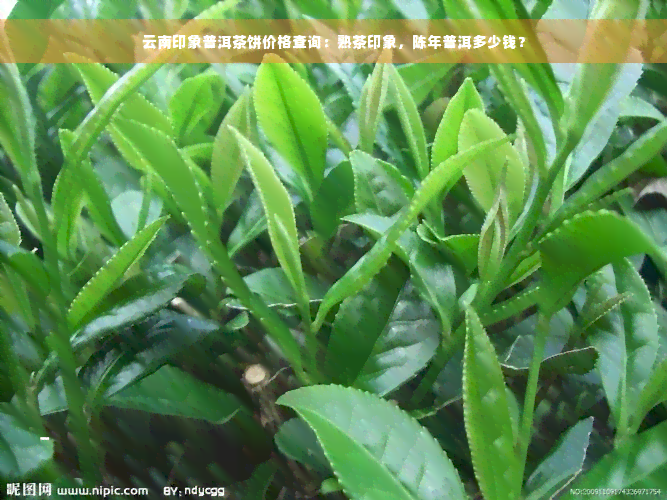 云南印象普洱茶饼价格查询：熟茶印象，陈年普洱多少钱？