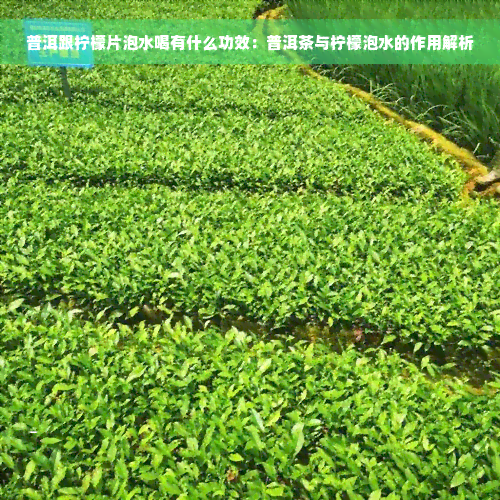 普洱跟柠檬片泡水喝有什么功效：普洱茶与柠檬泡水的作用解析